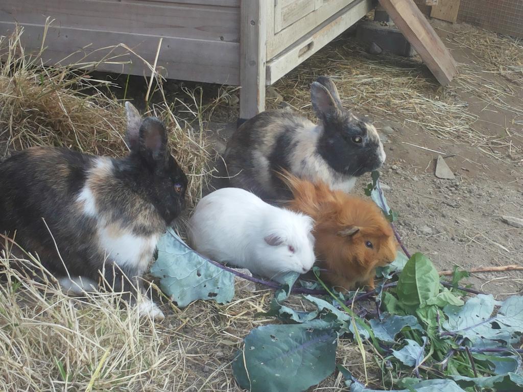 Ferienwohnungen Niederhof ลานา ภายนอก รูปภาพ